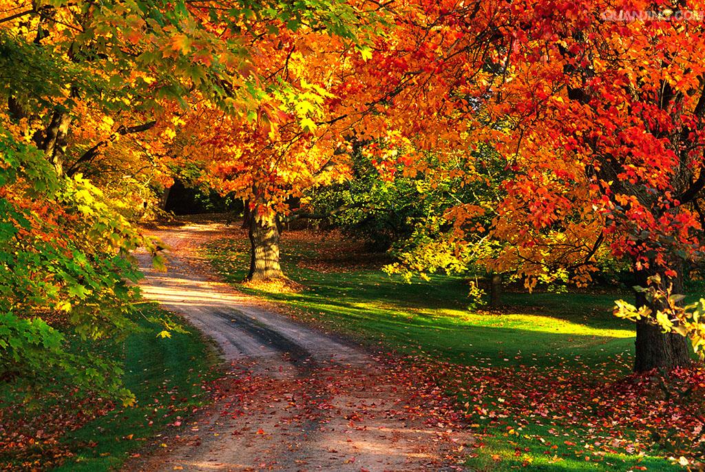  恭喜易渡海外客户，加拿大联邦自雇移民蒋先生获取签信