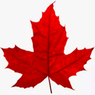 加拿大宣布：美加边境延长关闭一个月