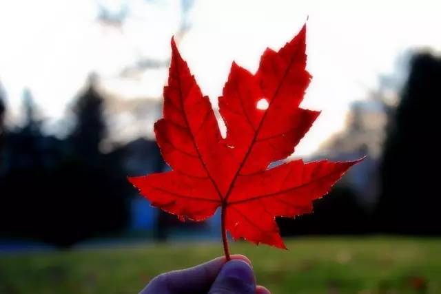 ​为什么他们都想要移民加拿大？