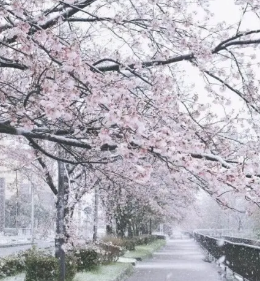 日本经营管理签证福利详解：看病、上学、生娃基本不用花钱！